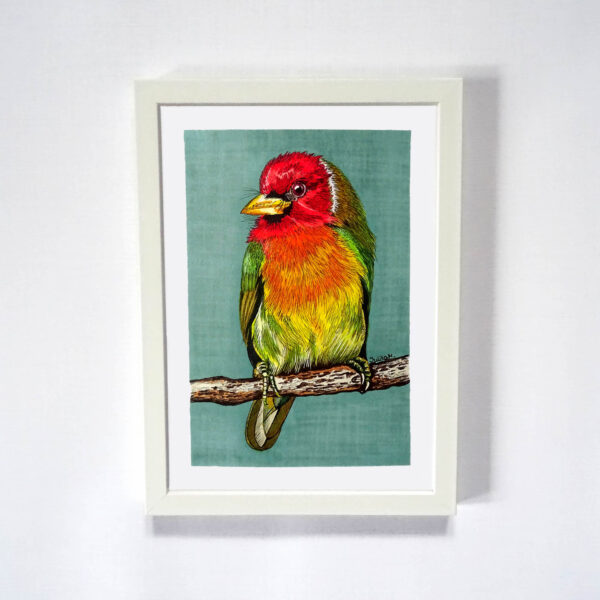 Oryginalny obraz kolorowego egzotycznego ptaka w białej ramce na ścianie, Brodacz Czerwonogłowy.