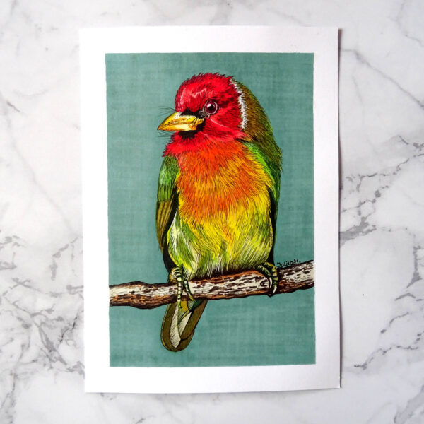 Oryginalny obraz kolorowego egzotycznego ptaka bez ramki, Brodacz Czerwonogłowy.